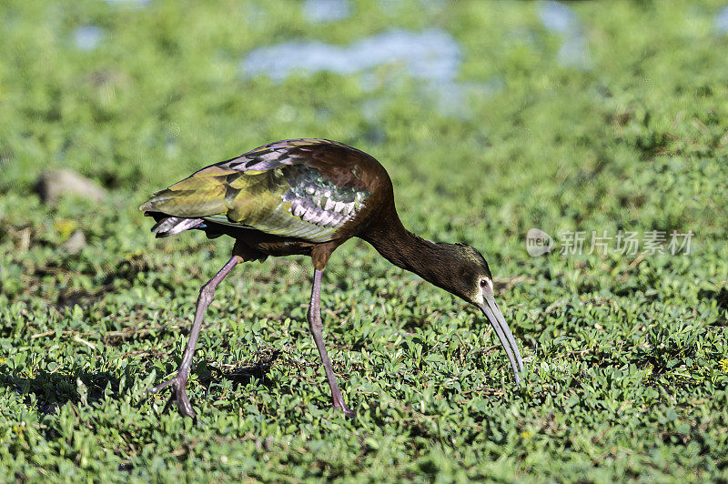 白面朱鹮(Plegadis chihi)是朱鹭科(thrreskiornithidae)中的一种涉水鸟。马勒尔国家野生动物保护区，俄勒冈州。